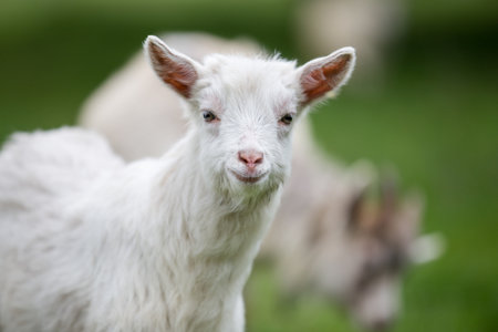 White young goat standing in green pasture with soft background blurred
