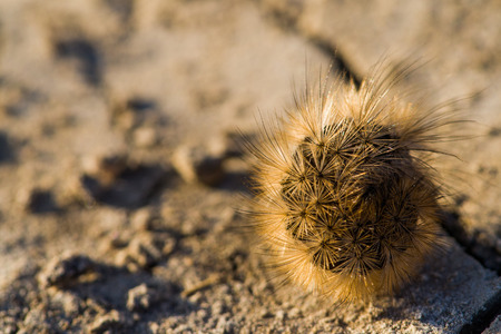 Caterpillar (Larva) in defensive stanceの写真素材