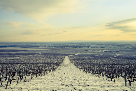 Landscape with vineyard in the winterの写真素材