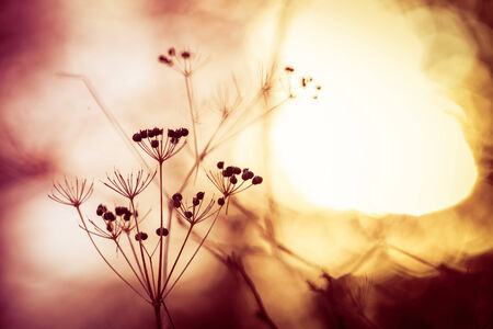 Silhouette of dry wildflower in meadow during sunriseの写真素材