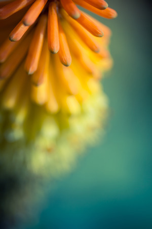 Red hot poker flowers, Kniphofiaの写真素材