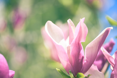 Pink magnolia blossomの写真素材