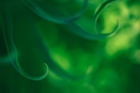 Plant abstract backgroundの写真素材