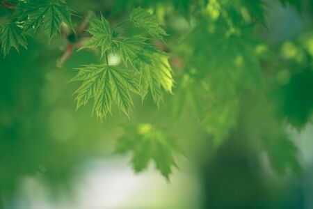 Green Leavesの写真素材