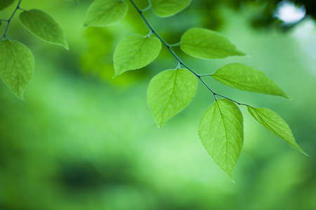 Green Leaves