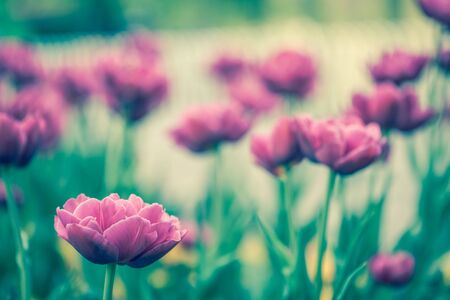 tulips in spring sun surrounded by grass and generic vegetationの写真素材