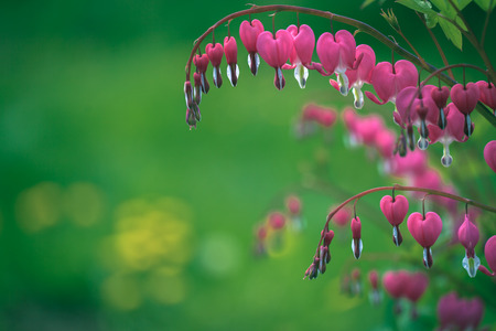 Bleeding hearts close-upの写真素材