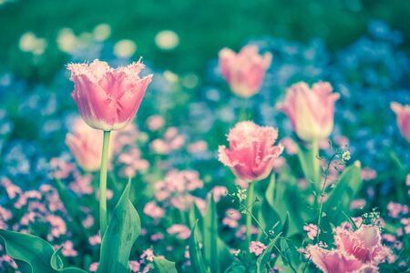 tulips in spring sun surrounded by grass and generic vegetationの写真素材