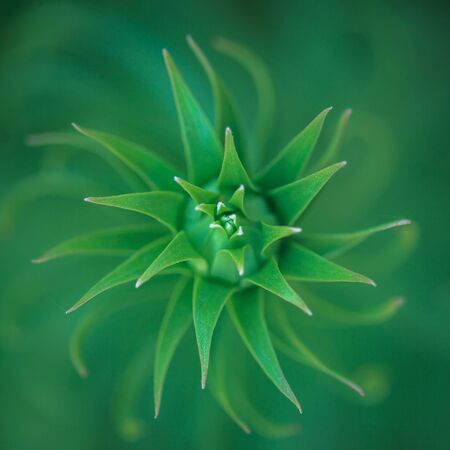 Green plant close up. Square image.の写真素材
