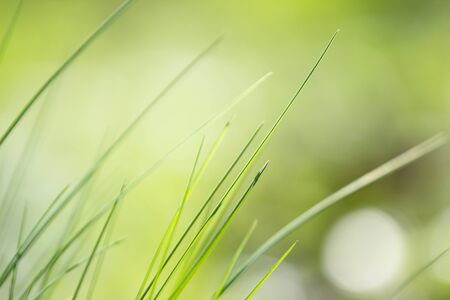 Fresh spring grassの写真素材