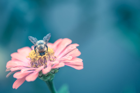 Beautiful flowers macro with bumblebee