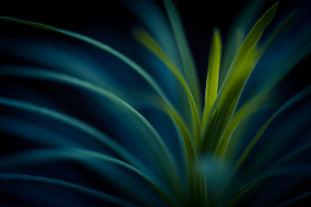 Green plant close up. Abstract bacground. Soft Focus, SDOF.の写真素材