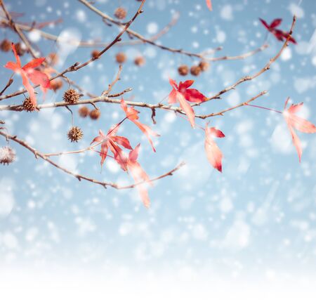 Tree branches in winter with snow fallingの写真素材