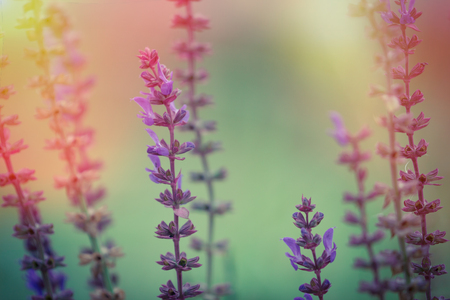 Salvia nemorosa macro bacground. Sun flare added.の写真素材