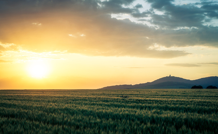 Beautiful wheat field beneath hill in sunset. Horizontal image. Landscape.の写真素材