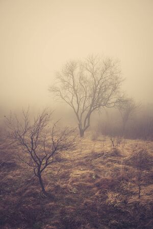 Forest in the mist. Spooky imageの写真素材
