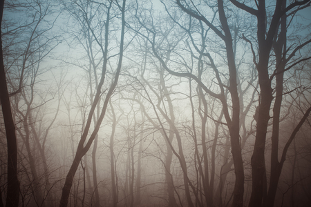 Branches and sky. Forest in the mist. Spooky imageの写真素材