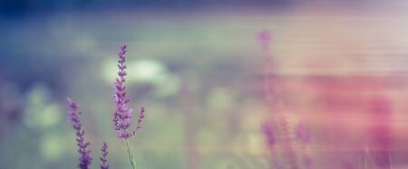 Salvia nemorosa macro bacground. Sun flare added.の写真素材