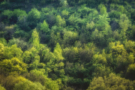 Beautiful forest(wood) in balkan.の写真素材