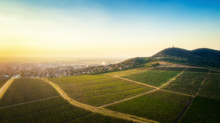 Beautiful grapevine field beneath hill in sunset.Vrsac city. Horizontal image. Landscape.の写真素材