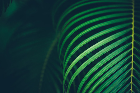 Palm leaf background. Horizontal orientation.の写真素材