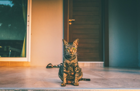 Grey cat portrait i front of the house entrance.の写真素材