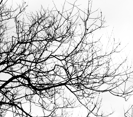 Tree Branches Silhouettes On White Backgroundの写真素材