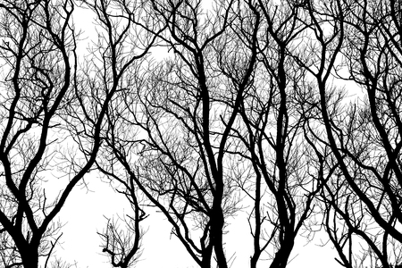 Tree Branches Silhouettes On White Backgroundの写真素材