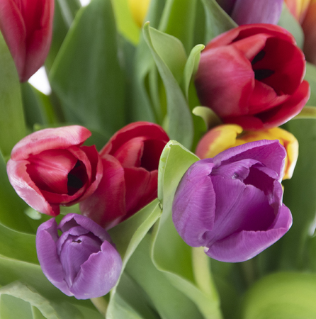Tulip Flowers Closeupの写真素材