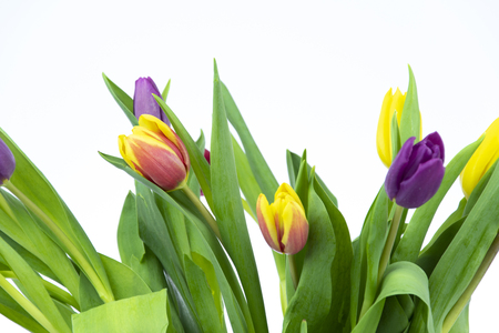 Tulips On White Backgroundの写真素材