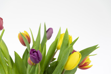 Tulipsの写真素材
