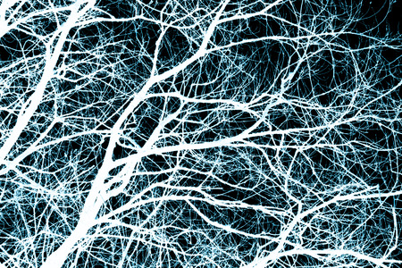 Tree Branches Silhouettesの写真素材