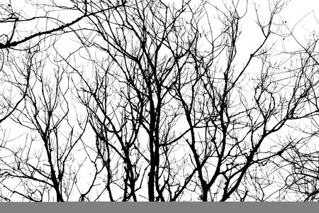 Tree Branches Silhouettes On White Backgroundの写真素材