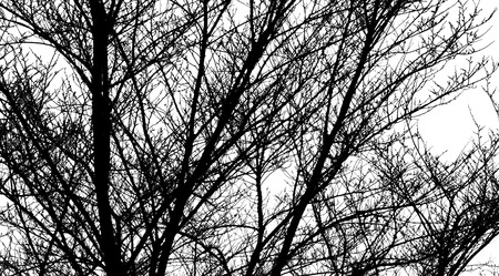 Tree Branches Silhouettes On White Backgroundの写真素材