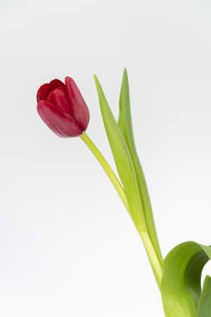 Red Tulipの写真素材