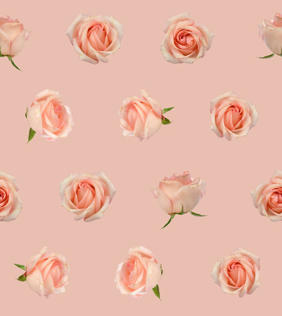 Rose Patternの写真素材