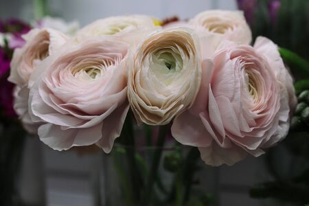 pale pink and white ranunculus bouquet. Flowers. Ranunculus asiaticus, Persian buttercup