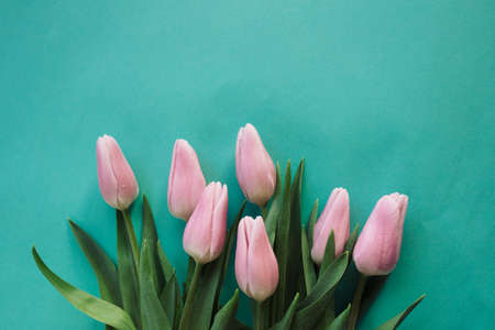 pink tulips bouquet on a blue backgroundの写真素材
