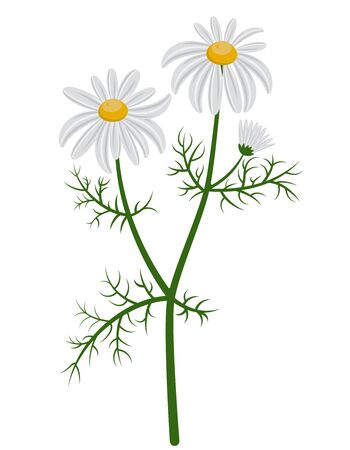 Beautiful chamomile bush. Daisies in cartoon style isolated on white background.のイラスト素材
