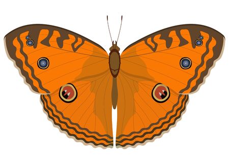 Peacock Pansy butterfly. Beautiful insect in cartoon style.のイラスト素材