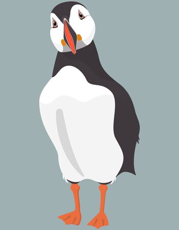 Atlantic puffin front view. Northern bird in cartoon style.のイラスト素材
