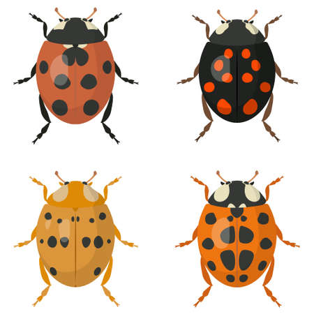Set of ladybugs. Beetles of different colors.のイラスト素材