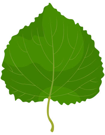 Leaf of lipa isolated on white background. Part of tree in cartoon style.のイラスト素材