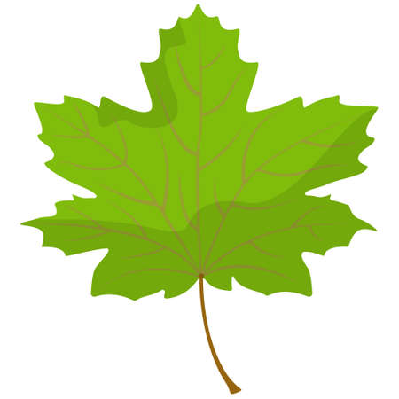 Maple leaf isolated on white background. Part of tree in cartoon style.のイラスト素材
