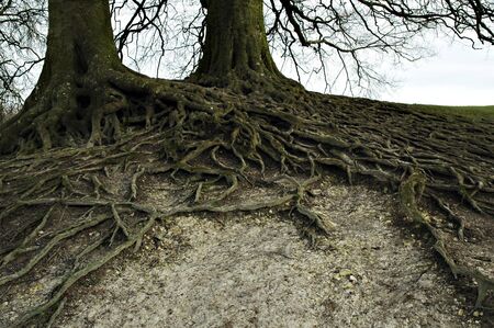 wide branched roots of two full-grown treesの写真素材