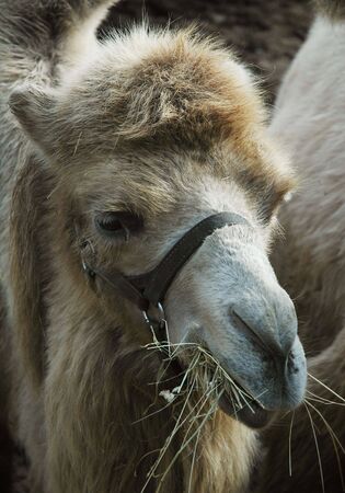 camel eating hayの写真素材