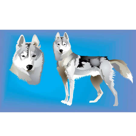 Siberian Huskiesのイラスト素材