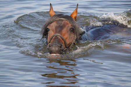 horse in waterの写真素材