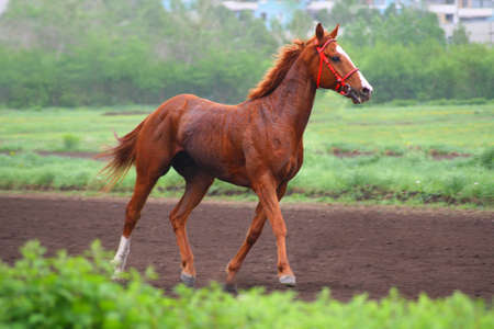 horse of budenovsky breedの写真素材