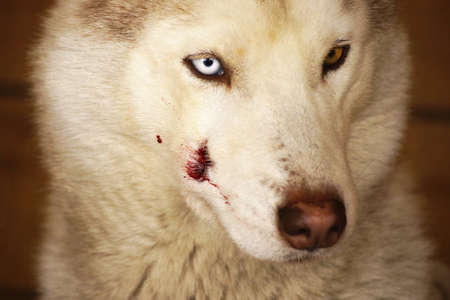 wounded husky